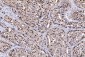 Anti-FEN1 Antibody Picoband™ (monoclonal, 6F3F2)